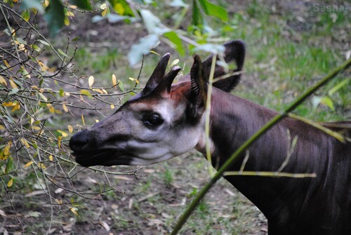 (4) L'okapi.