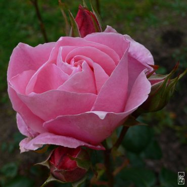 rose-rose.jpg