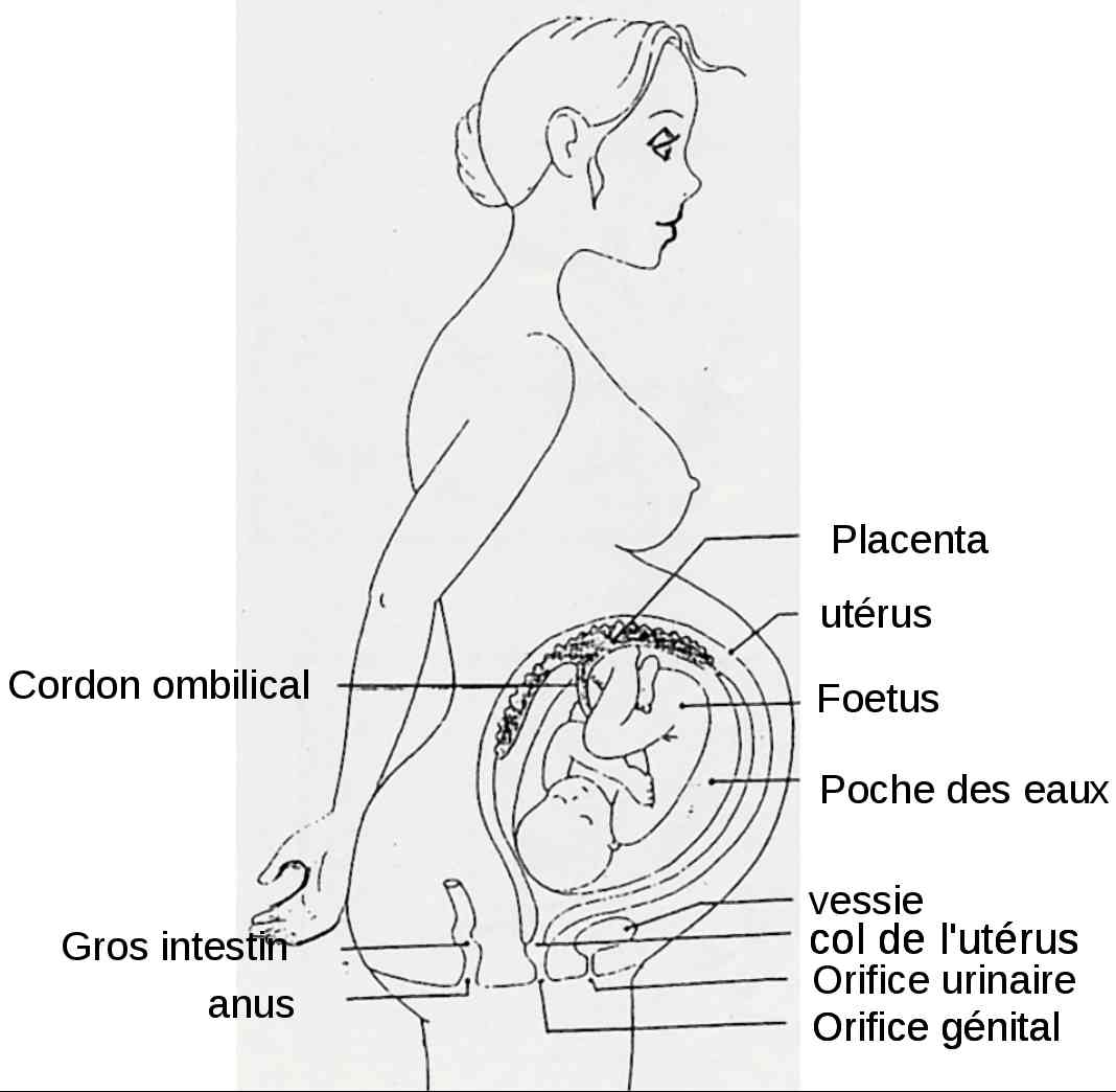 Accouchement Page 3 De La Grossesse A L Education Partageons