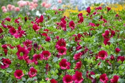 Fleurs cultivées : Malope