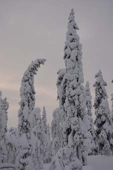 Suède en hiver