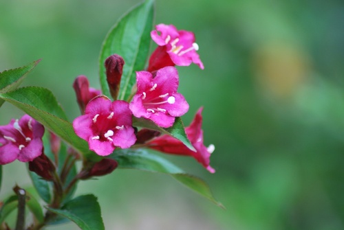 Dans le jardin