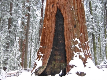 general_sherman_tree_sequoia_park