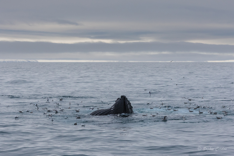 Encore un peu de baleines