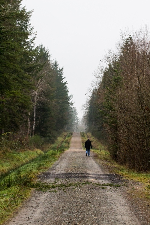 Promenades en forêt