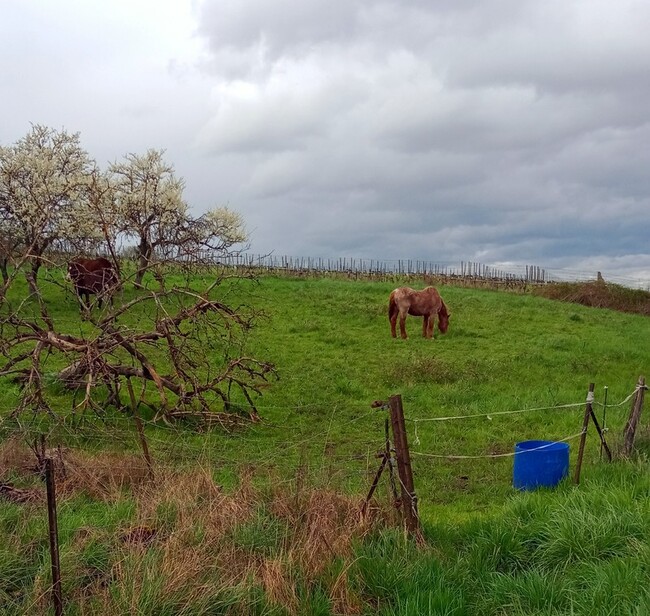 balades de printemps