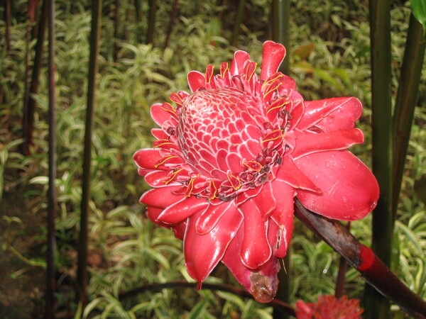 Fleurs de Martinique