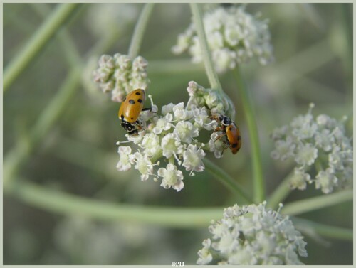 Mini Coccinelles à sept points sur le Séséli tortueux