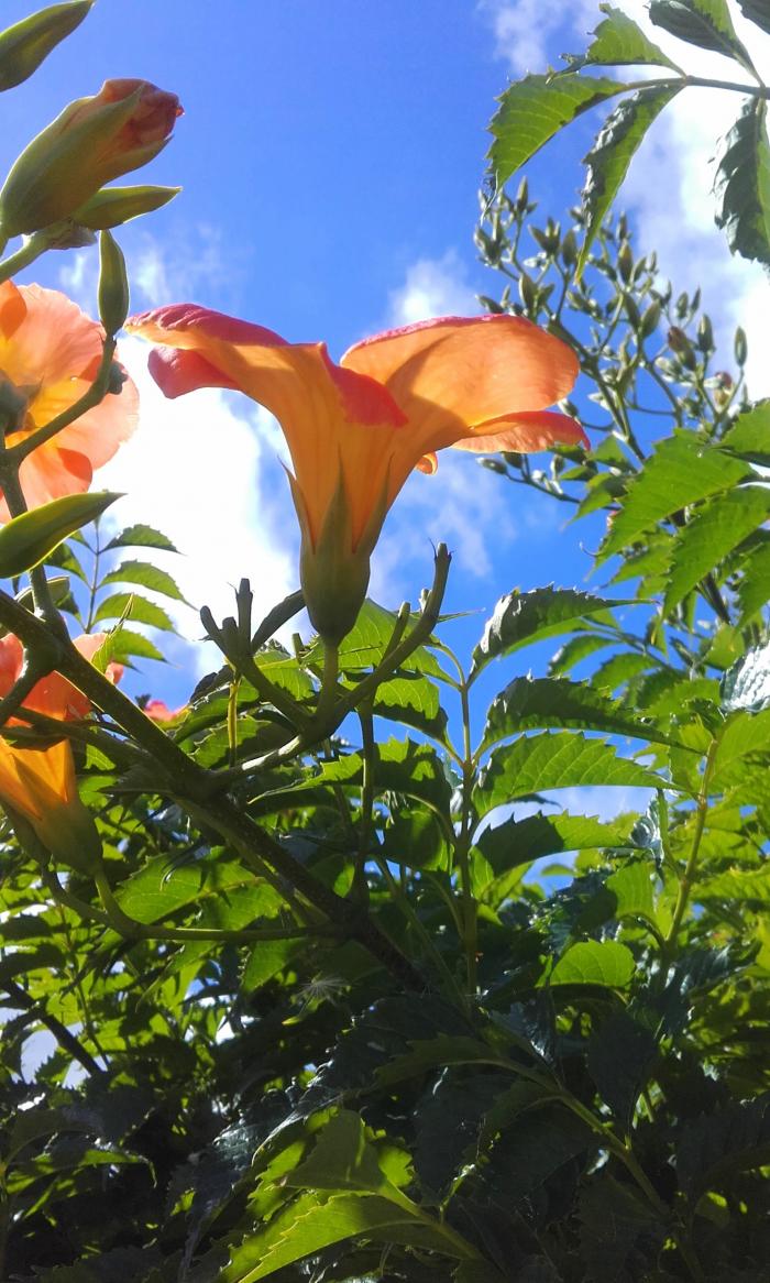 lianes fleurs