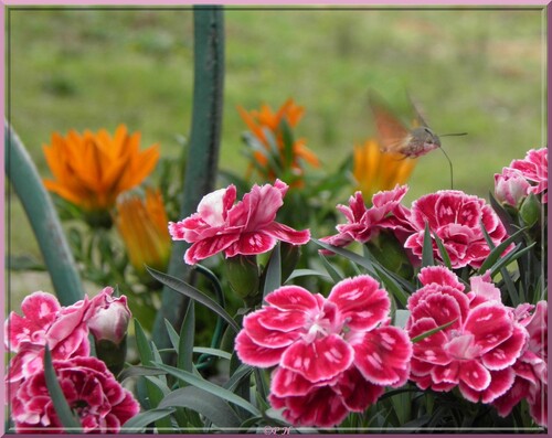 Le Sphinx colibri et les oeillets