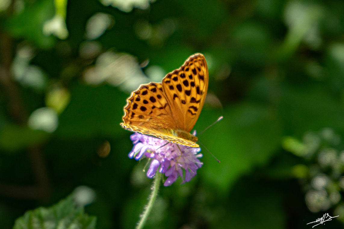 Le  lac d'Etival estival  : Papillonnages
