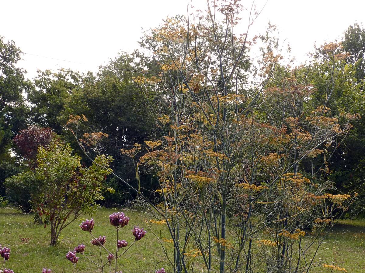 Fenouil bronze - Foeniculum vulgare - Le Temps des Fleurs