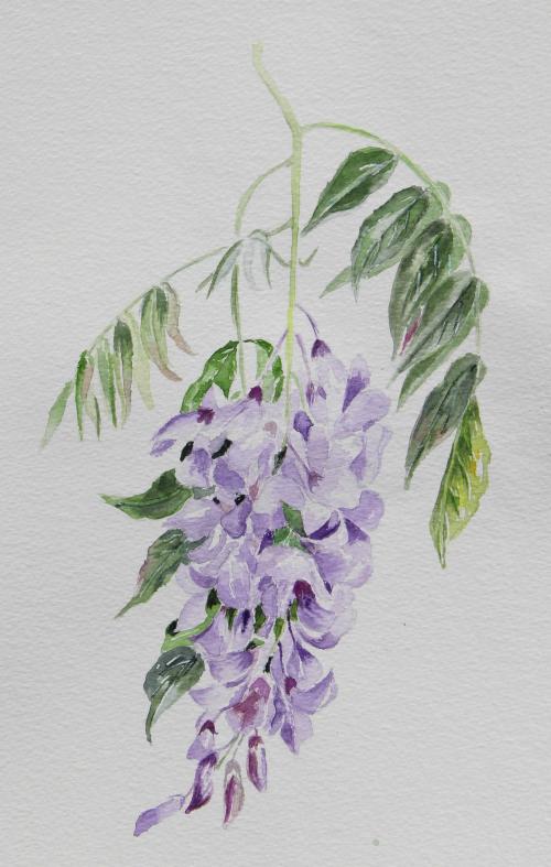 Glycine