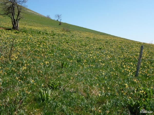 Grand Colombier (Ain) (4)