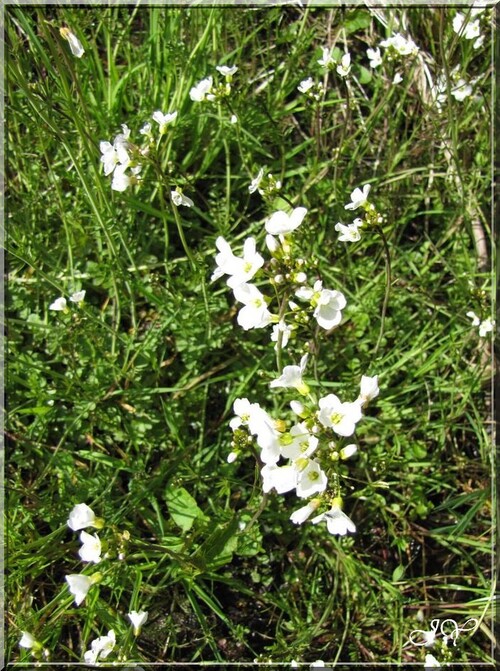 La Cardamine.