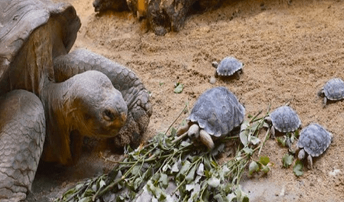 Une tortue de 80 ans en voie de disparition devient maman pour la première fois