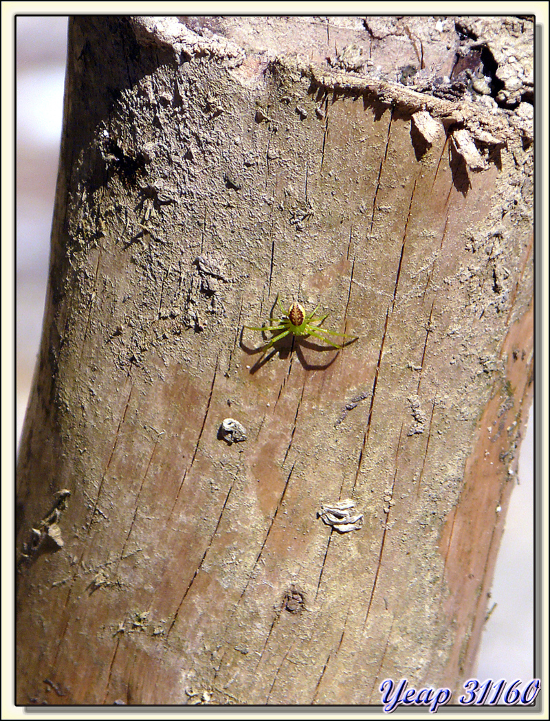Minuscule araignée thomise verte et brune des bois (???) - Massif du Gar - 31