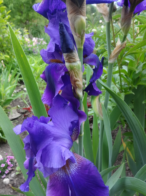                    bonne soirée , mes iris