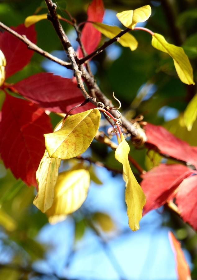 Les couleurs sont aussi au jardin 