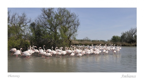 Ambiance Flamant rose