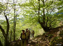 forêt de hètres