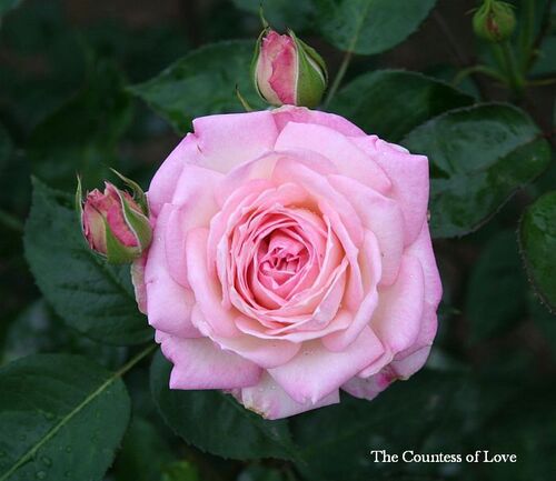 Les Roses de Warren : The Countess of Love