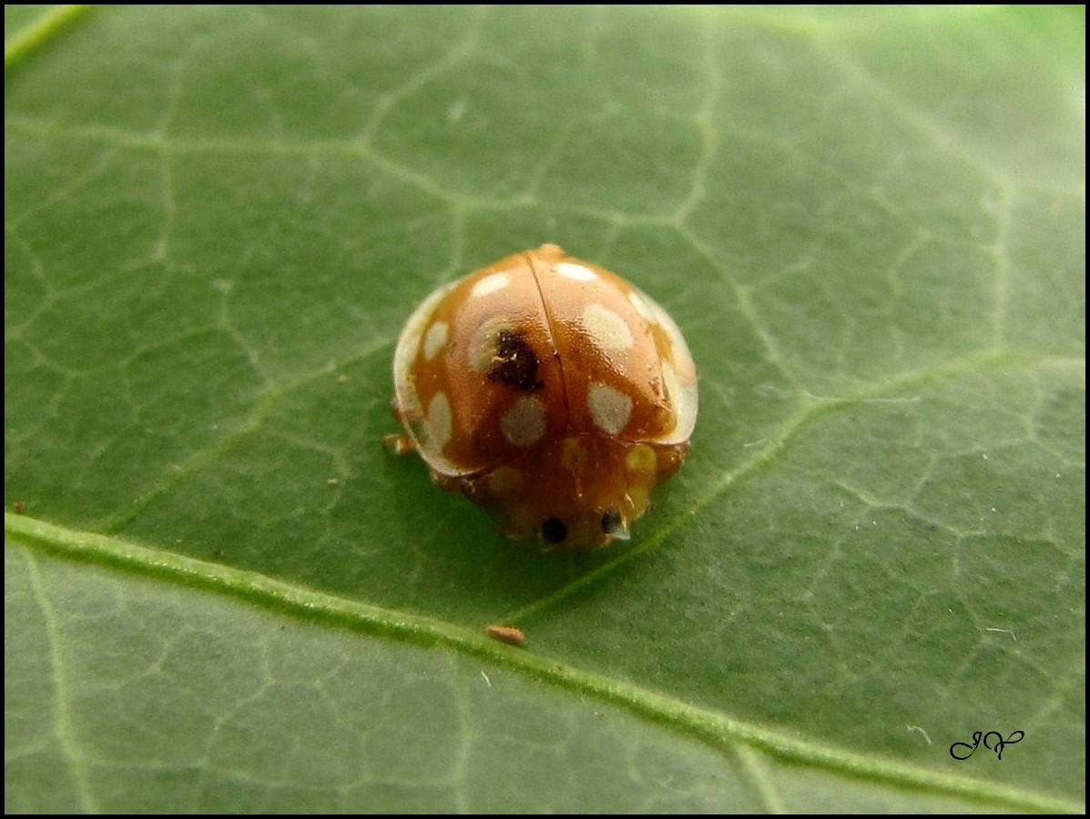 Halyzia sedecimguttata. Insectes de mon jardin 56 Bzh