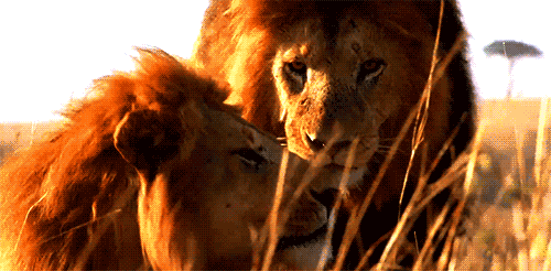 Résultat de recherche d'images pour "le lion rugit image gif animé"