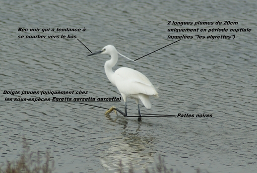 Aigrette garzette