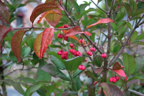 Jardin d'automne