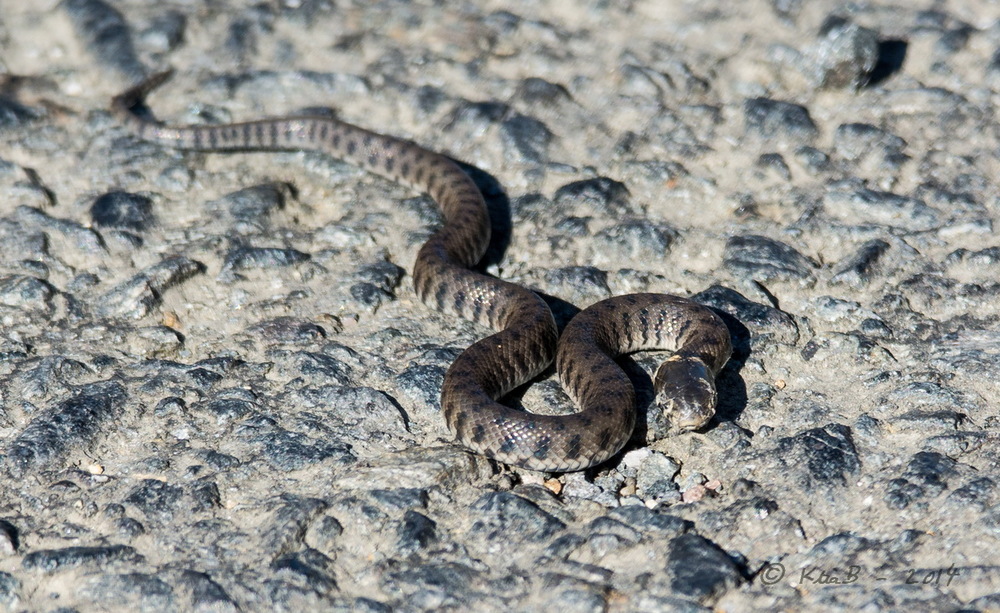 Couleuvre à Collier