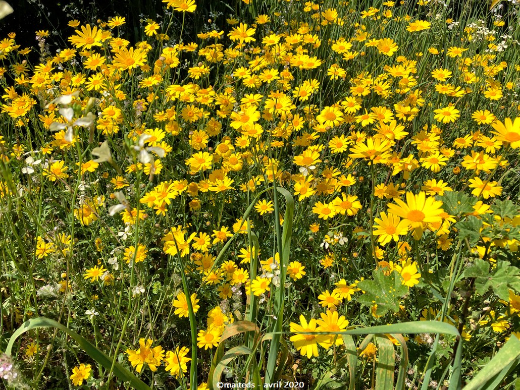 Les fleurs du confinement