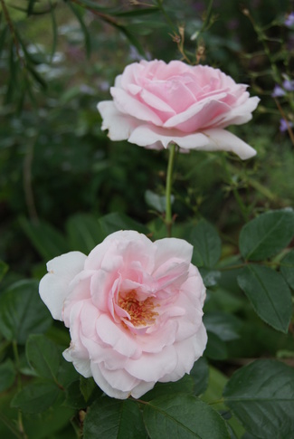 rose petit Trianon de Meilland