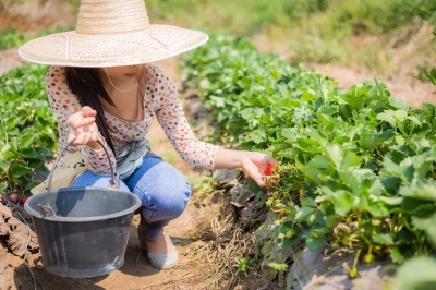 Les bienfaits de l'alimentation locale