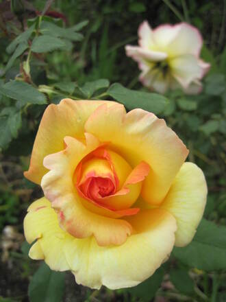 Rose Parure d'or ( Delmir ), rosier grimpant de Delbard.