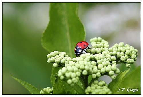 Dernières belles photos d'été de Jean-Pierre Gurga...