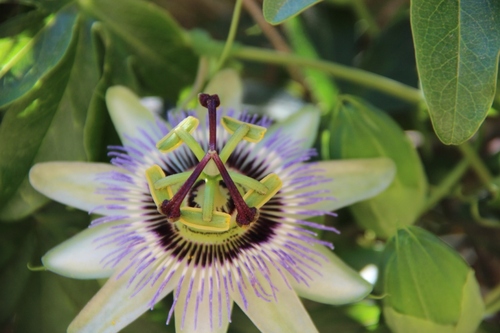 Fleurs de Campanie