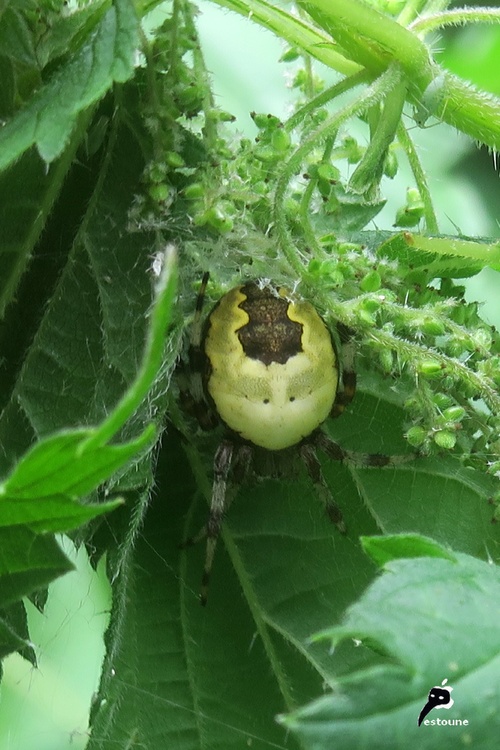 Araneus marmoreus var. pyramidatus