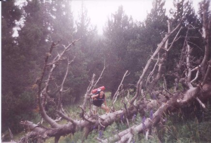 G.R.10 Etape 5 Font-Romeu (1741m) - Pla de Cedelles (1911m)