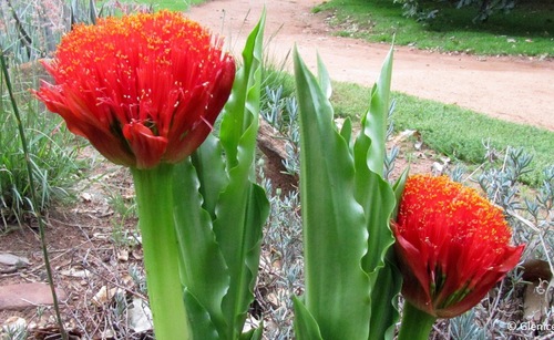 Fleurs cultivées : Scadoxus