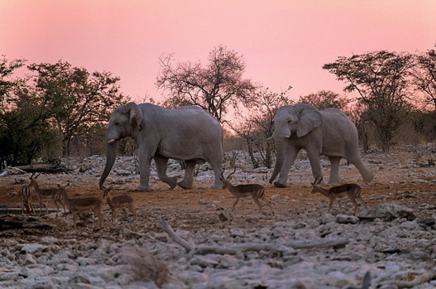 Eléphants d'Afrique