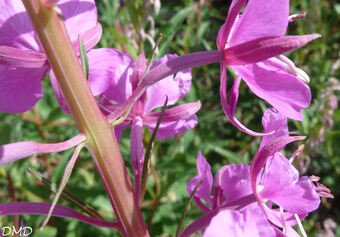 Epilobium angustifolium - épilobe en épi - laurier de St Antoine