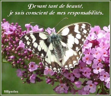 biodiversite-papillon.jpg