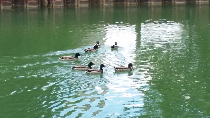 suite neuilly sur marne - l'écluse, le port de plaisance et le canal