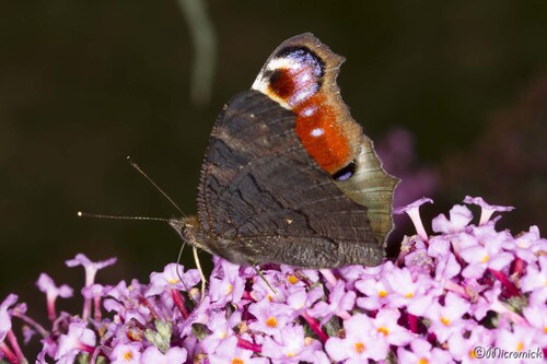 Papillon Paon-du-jour  (Aglais io)