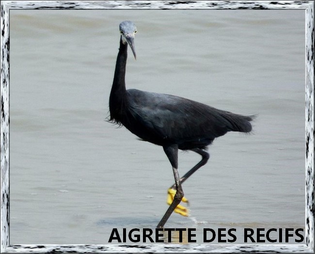 AIGRETTE A GORGE BLANCHE