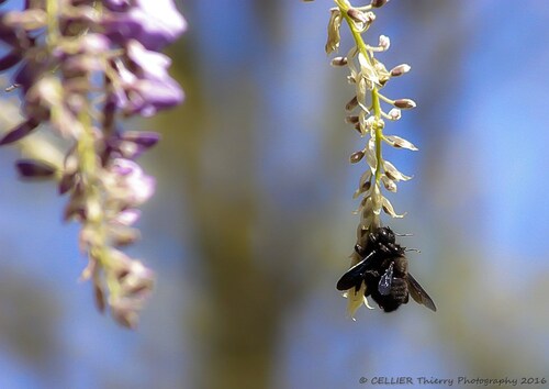 Reproduction de l'abeille charpentière - saint jean de chevelu - Savoie