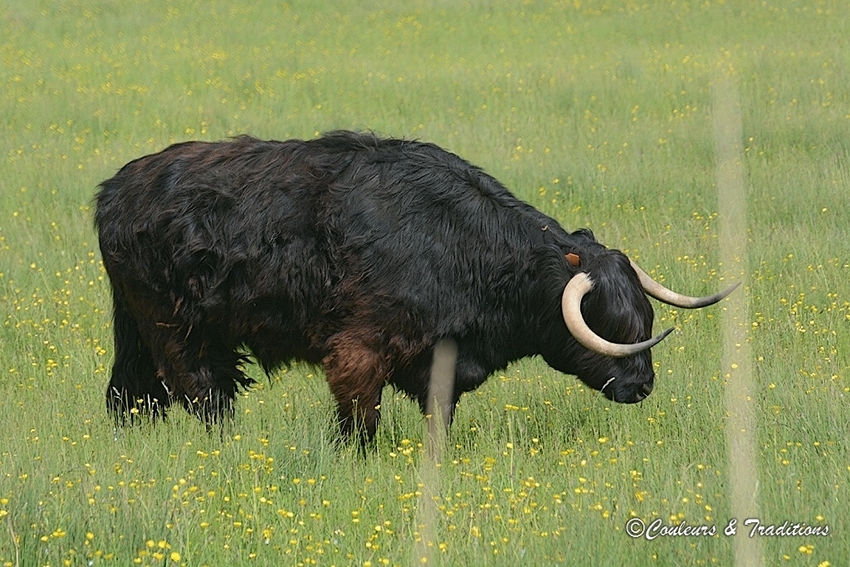 Highland Cattle  
