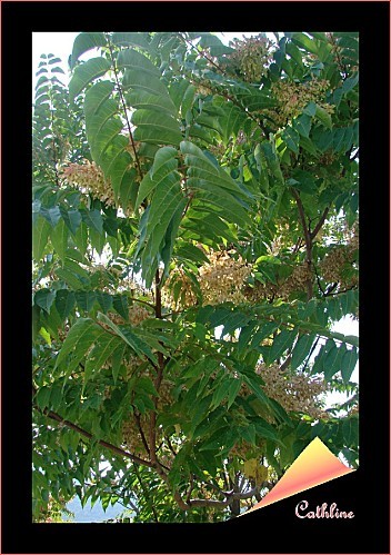 aillanthus altissima arbre