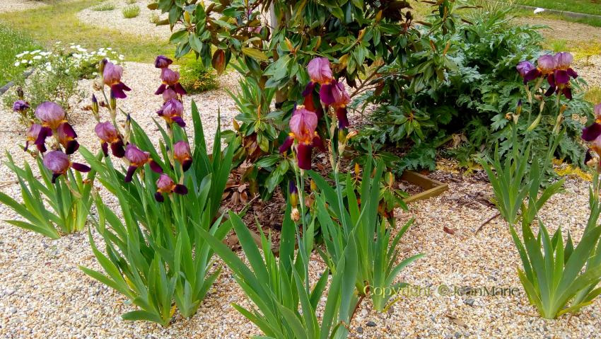 Iris germanica, l’iris des jardins(tout sol même calcaire et aime la sécheresse,il y a de nombreuses variétés